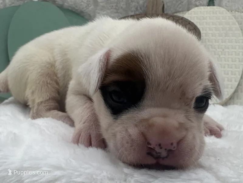 AKC Patch--75% Euro – Boxer puppy for sale in Baileyville, KS