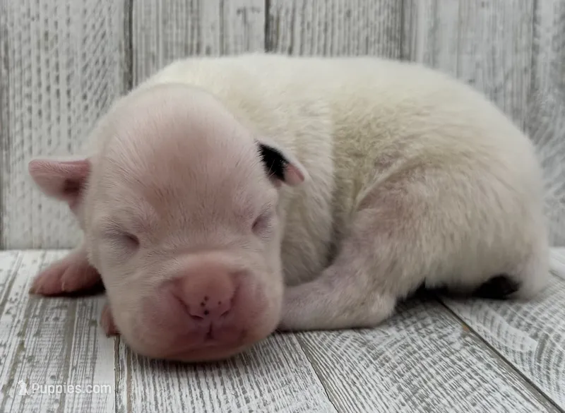 AKC Charlotte—75% Euro – Boxer puppy for sale in Baileyville, KS