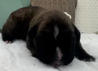 AKC Axel--100% Euro, a male Boxer for sale in Baileyville, KS – 7 of 8