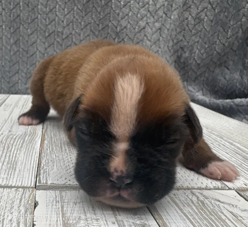 AKC Peanut--75% Euro – Boxer puppy for sale in Baileyville, KS