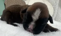 AKC Alissa--100% Euro, a female Boxer for sale in Baileyville, KS – 8 of 8