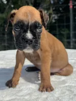 AKC Austin--100% Euro, a male Boxer for sale in Baileyville, KS – 3 of 10