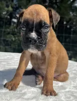 AKC Austin--100% Euro, a male Boxer for sale in Baileyville, KS – 4 of 10