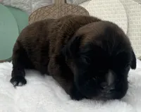 AKC Ace--100% Euro, a male Boxer for sale in Baileyville, KS – 6 of 9