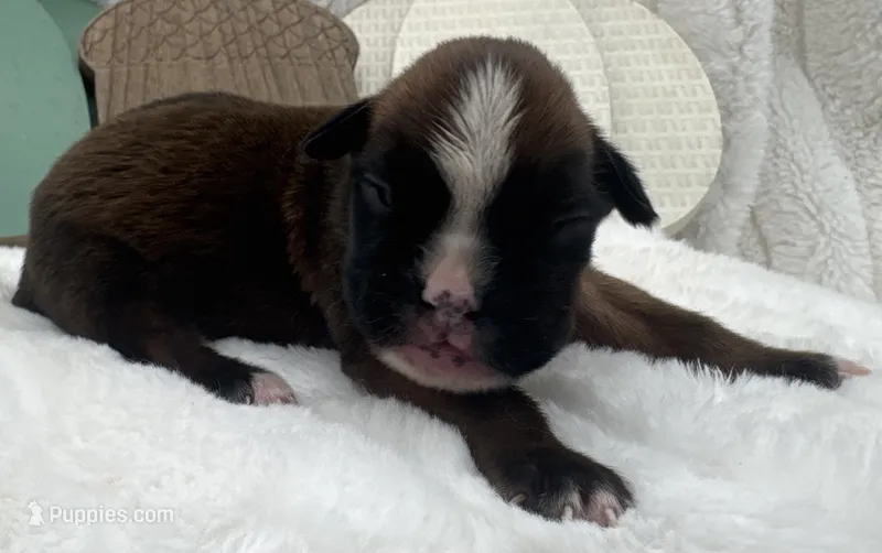 AKC Alissa--100% Euro – Boxer puppy for sale in Baileyville, KS