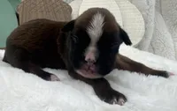 AKC Alissa--100% Euro, a female Boxer for sale in Baileyville, KS – 1 of 8