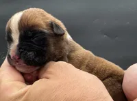 AKC Peanut--75% Euro, a male Boxer for sale in Baileyville, KS – 8 of 10