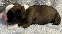 AKC Copper-75% Euro, a male Boxer for sale in Baileyville, KS – 3 of 7
