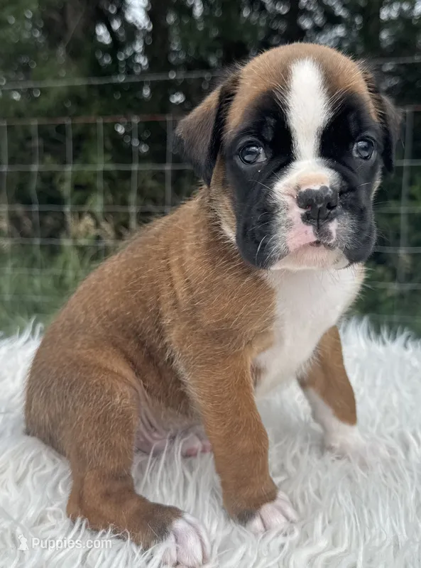 AKC Cash—75% Euro – Boxer puppy for sale in Baileyville, KS