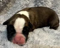 AKC Copper-75% Euro, a male Boxer for sale in Baileyville, KS – 1 of 7