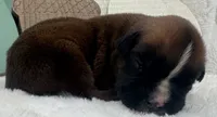 AKC Austin--100% Euro, a male Boxer for sale in Baileyville, KS – 7 of 8