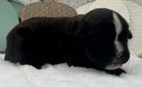 AKC Annika--100% Euro, a female Boxer for sale in Baileyville, KS – 10 of 10