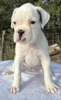 AKC Charlotte—75% Euro, a female Boxer for sale in Baileyville, KS – 2 of 10