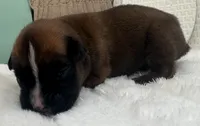 AKC Austin--100% Euro, a male Boxer for sale in Baileyville, KS – 2 of 8