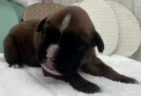 AKC Art--100% Euro, a male Boxer for sale in Baileyville, KS – 2 of 10