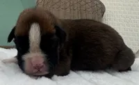 AKC Alec--100% Euro, a male Boxer for sale in Baileyville, KS – 4 of 9
