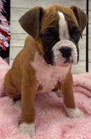 processed/96178020-a849-4485-8ddf-b9281ec773c7/listing/b6216e79-16b4-43cb-8676-50f6fdba57d1/2a38d55c-9a69-4152-a0e4-eb6ea2fbb0e2