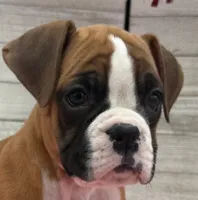 processed/96178020-a849-4485-8ddf-b9281ec773c7/listing/b6216e79-16b4-43cb-8676-50f6fdba57d1/402398cb-2b9f-4a88-89c6-8a949475fdbc