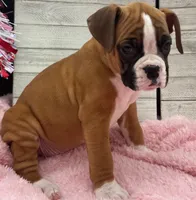 processed/96178020-a849-4485-8ddf-b9281ec773c7/listing/b6216e79-16b4-43cb-8676-50f6fdba57d1/de90bcb9-5f7a-4f44-ad29-4d85789ff21a