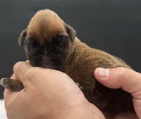 AKC Porter--75% Euro, a male Boxer for sale in Baileyville, KS – 5 of 10
