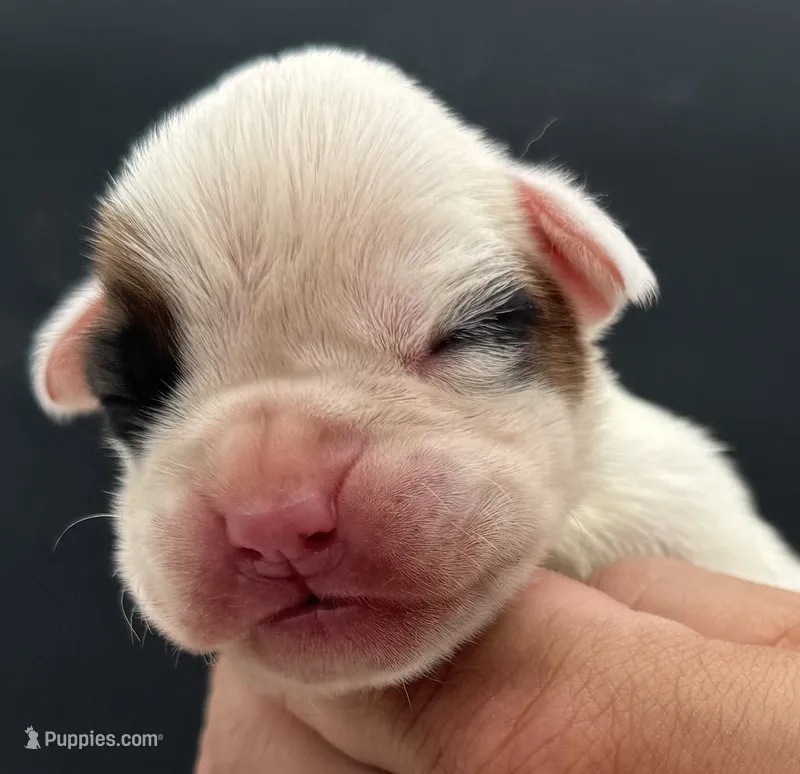 AKC Patch--75% Euro – Boxer puppy for sale in Baileyville, KS