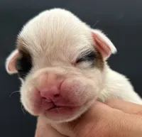 AKC Patch--75% Euro, a male Boxer for sale in Baileyville, KS – 1 of 10