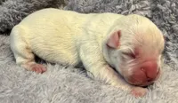 AKC Charlotte—75% Euro, a female Boxer for sale in Baileyville, KS – 2 of 7