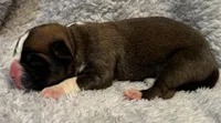 AKC Cammi—75% Euro, a female Boxer for sale in Baileyville, KS – 8 of 8
