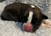 AKC Casey—75% Euro, a female Boxer for sale in Baileyville, KS – 3 of 7