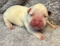 AKC Charlotte—75% Euro, a female Boxer for sale in Baileyville, KS – 4 of 7