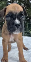 AKC Austin--100% Euro, a male Boxer for sale in Baileyville, KS – 9 of 10