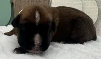 AKC Art--100% Euro, a male Boxer for sale in Baileyville, KS – 8 of 10