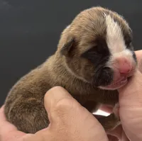 AKC Prince--75% Euro, a male Boxer for sale in Baileyville, KS – 10 of 10