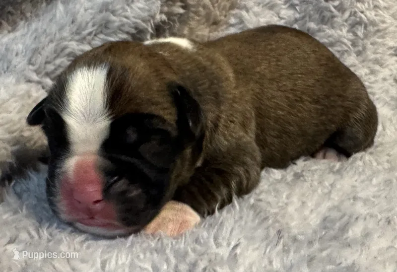 AKC Cammi—75% Euro, a female Boxer for sale in Baileyville, KS – 1 of 8