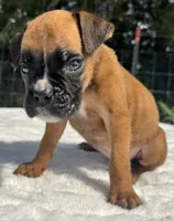 AKC Austin--100% Euro, a male Boxer for sale in Baileyville, KS – 5 of 10