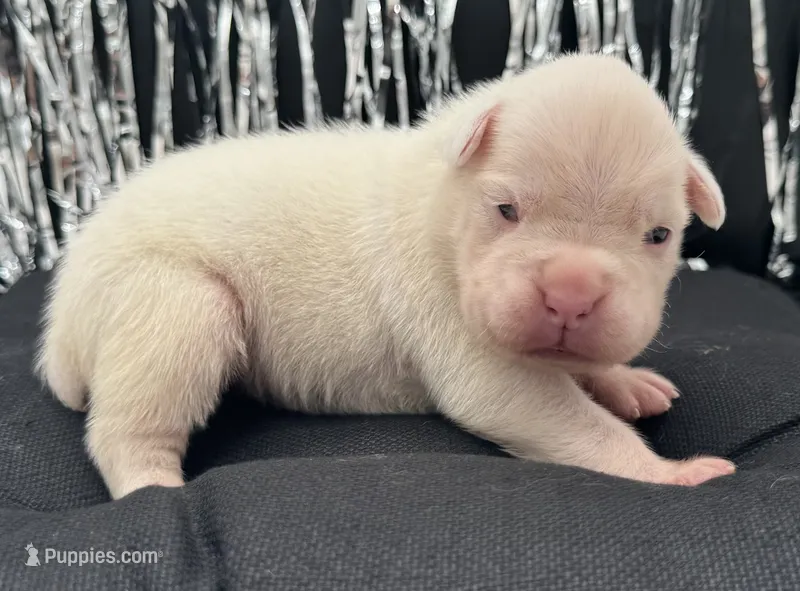 AKC Chloe—75% Euro – Boxer puppy for sale in Baileyville, KS
