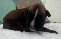 AKC Austin--100% Euro, a male Boxer for sale in Baileyville, KS – 5 of 8