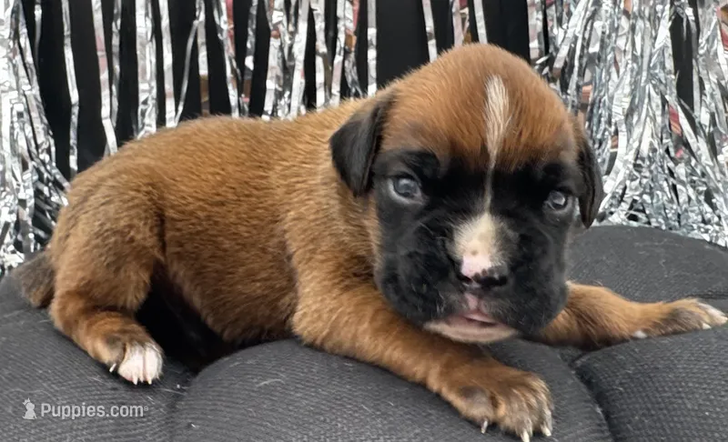 AKC Art--100% Euro – Boxer puppy for sale in Baileyville, KS