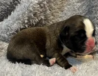 AKC Cash—75% Euro, a male Boxer for sale in Baileyville, KS – 2 of 6
