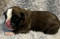 AKC Cash—75% Euro, a male Boxer for sale in Baileyville, KS – 6 of 6