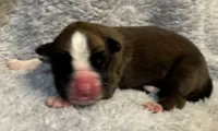 AKC Cammi—75% Euro, a female Boxer for sale in Baileyville, KS – 4 of 8