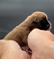 AKC Peanut--75% Euro, a male Boxer for sale in Baileyville, KS – 7 of 10