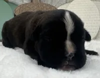 AKC Annika--100% Euro, a female Boxer for sale in Baileyville, KS – 1 of 10