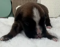 AKC Alissa--100% Euro, a female Boxer for sale in Baileyville, KS – 2 of 8