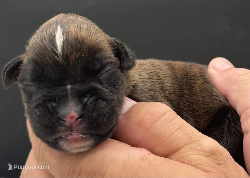 AKC Parker--75% Euro – Boxer puppy for sale in Baileyville, KS