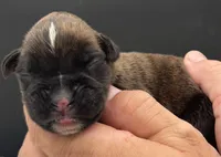 AKC Parker--75% Euro, a male Boxer for sale in Baileyville, KS – 1 of 10