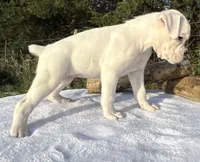 AKC Charlotte—75% Euro, a female Boxer for sale in Baileyville, KS – 9 of 10