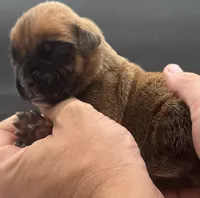 AKC Porter--75% Euro, a male Boxer for sale in Baileyville, KS – 10 of 10