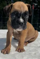 AKC Austin--100% Euro, a male Boxer for sale in Baileyville, KS – 6 of 10