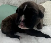 AKC Axel--100% Euro, a male Boxer for sale in Baileyville, KS – 5 of 8